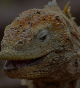 Lavaechse auf Galapagos